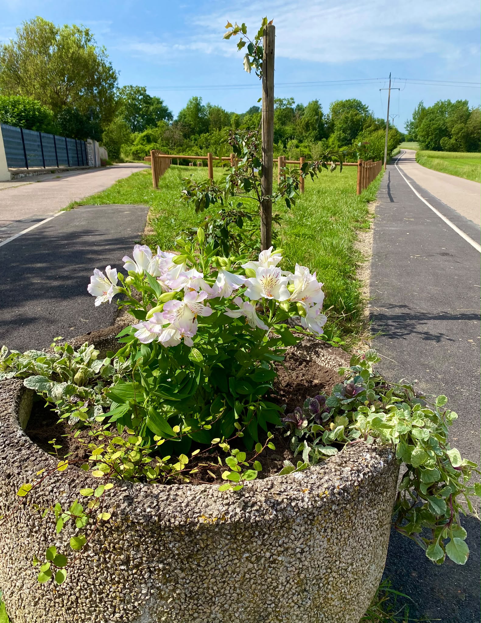 Les fleurs de notre village